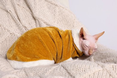 Photo of Cute Sphynx cat in warm sweater sleeping at home. Lovely pet