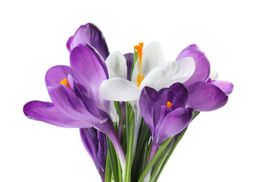 Photo of Beautiful colorful crocus flowers on white background. Springtime