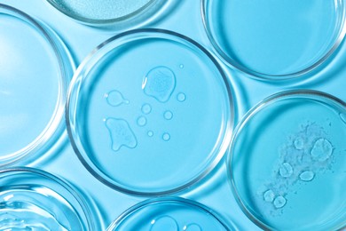 Photo of Petri dishes with liquids on light blue background, flat lay