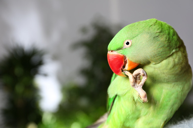 Photo of Beautiful Alexandrine Parakeet on blurred background. Space for text