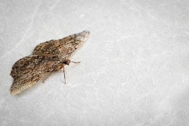 Alcis repandata moth on white surface, closeup. Space for text