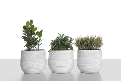 Pots with thyme, bay and sage on white background