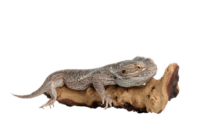 Bearded lizard (Pogona barbata) and tree branch isolated on white. Exotic pet
