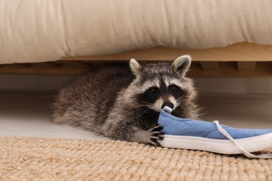 Cute mischievous raccoon playing with shoe under sofa indoors