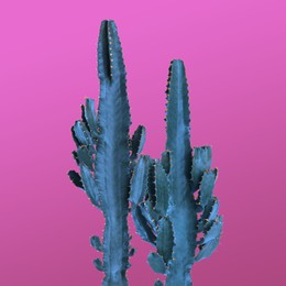 Beautiful cactuses on pink background. Creative design