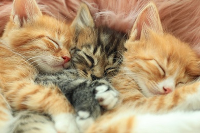 Cute little kittens sleeping on pink furry blanket, closeup