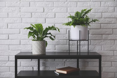 Beautiful fresh potted ferns on black table near white brick wall