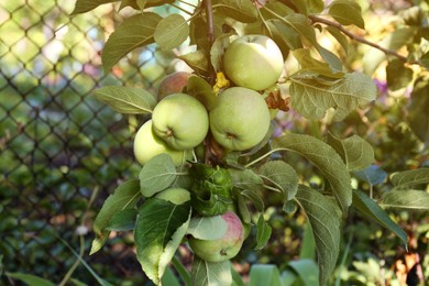 Photo of Fresh and ripe apples on tree branch in garden