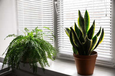 Beautiful plants near window indoors. Home decor