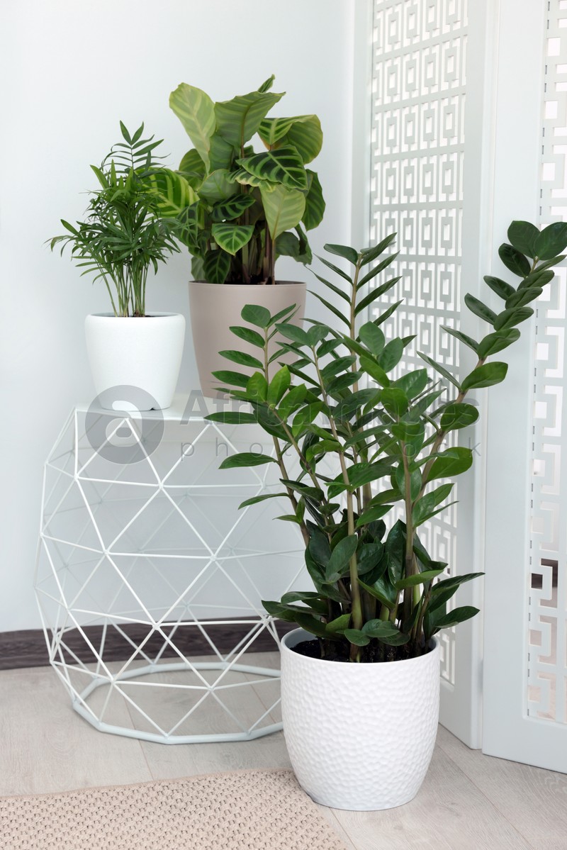 Different beautiful house plants near white wall indoors