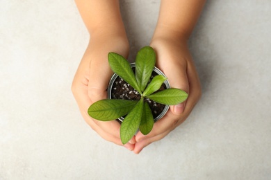 Photo of Child holding tin can with green plant at light table, top view