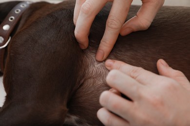Photo of Woman examining her dog's skin for ticks, closeup