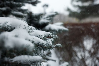 Branches of spruce covered with snow outdoors, closeup. Space for text