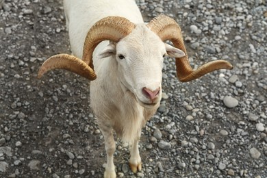 Photo of Beautiful white ram in safari park on summer day