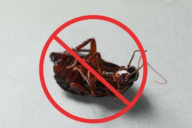 Dead cockroach with red prohibition sign on grey background. Pest control