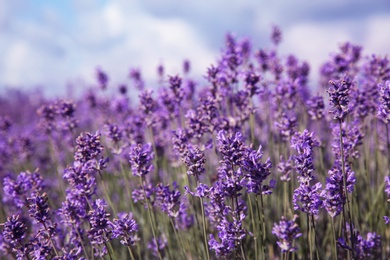 Beautiful lavender flowers growing in field, closeup