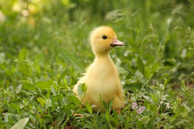 Photo of Cute fluffy duckling on green grass outdoors. Baby animal