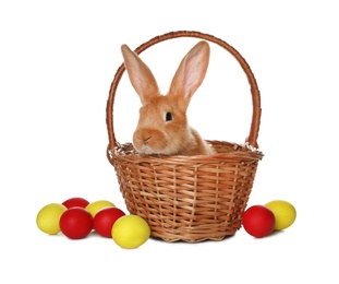 Adorable furry Easter bunny in wicker basket and dyed eggs on white background