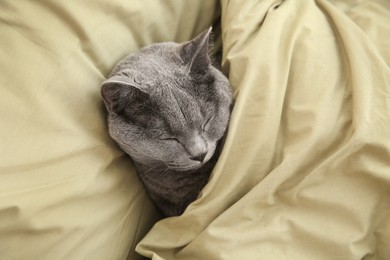 Photo of Adorable grey British Shorthair cat sleeping in bed, above view