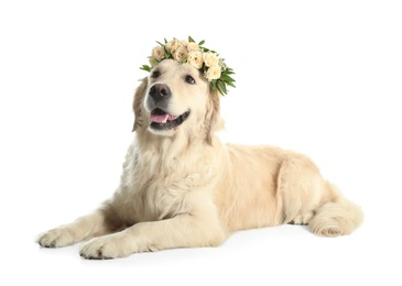 Adorable golden Retriever wearing wreath made of beautiful flowers on white background