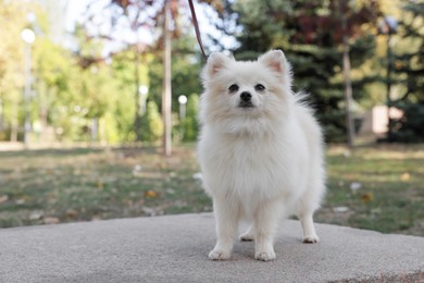 Cute Pomeranian spitz dog in park. Autumn walk