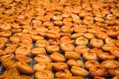 Many halved apricots on metal drying rack