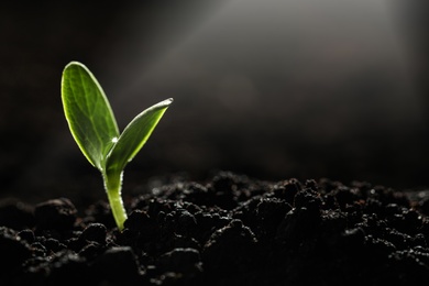 Young vegetable seedling growing in soil against dark background, space for text
