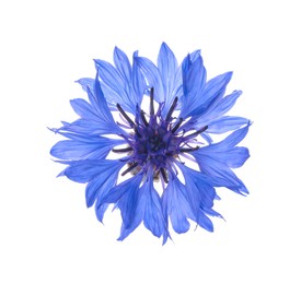 Beautiful light blue cornflower plant isolated on white