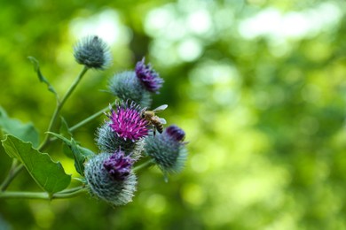 Burdock flowers with bee outdoors on sunny day, closeup. Space for text