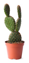 Photo of Beautiful Opuntia cactus in pot on white background