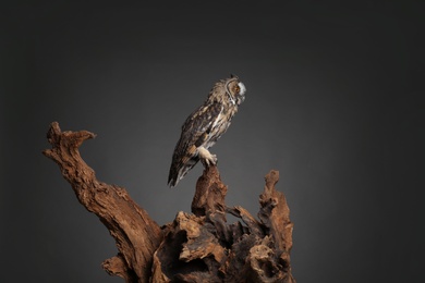Beautiful eagle owl on tree against grey background. Predatory bird