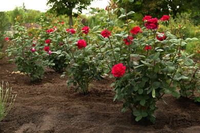 Beautiful blooming rose bushes in flowerbed outdoors
