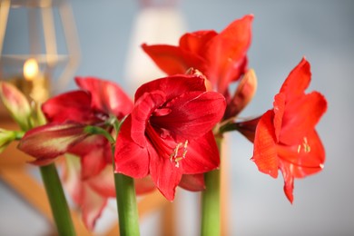 Photo of Beautiful red amaryllis flowers on blurred background, closeup