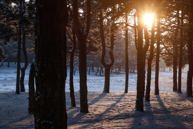 Beautiful view of sunrise in snowy forest on winter morning