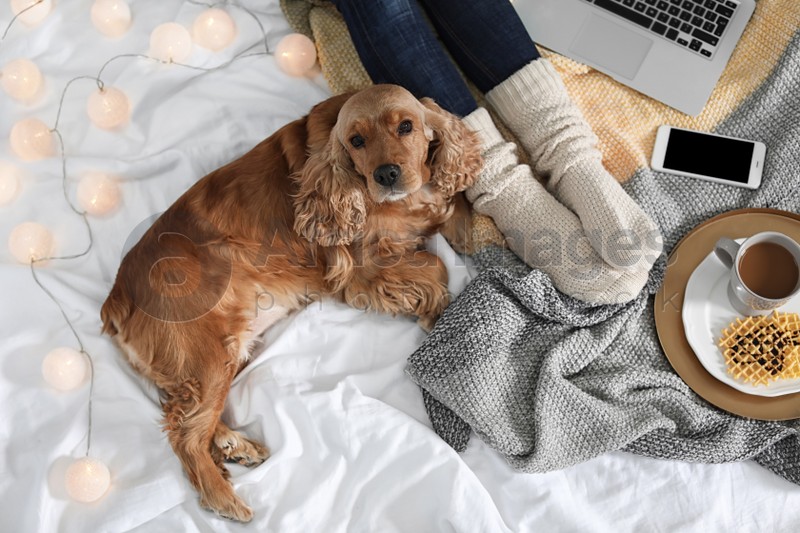 Photo of Cute Cocker Spaniel dog with warm blanket lying near owner on bed, top view. Cozy winter