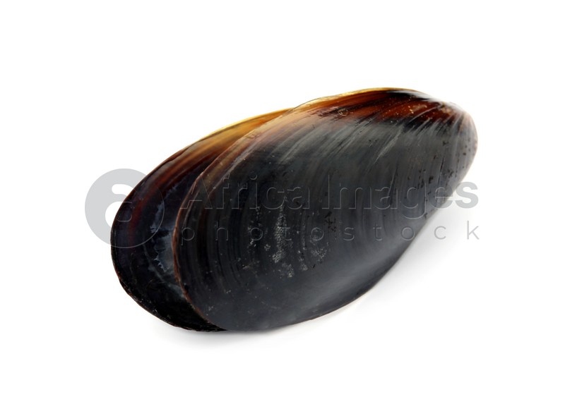 Raw mussel in shell isolated on white