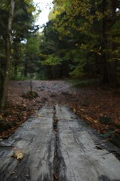 Photo of Beautiful view of weathered wooden plank in forest on autumn day