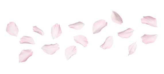Beautiful pink sakura blossom petals isolated on white