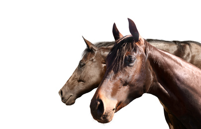 Image of Beautiful pet horses on white background, closeup view