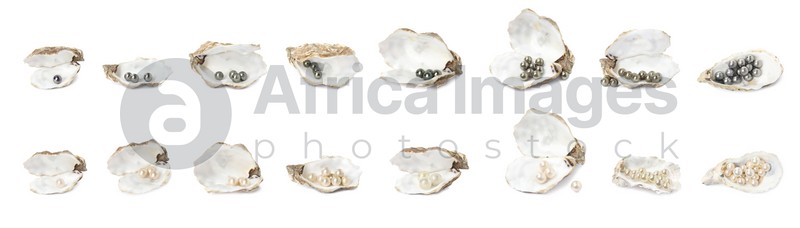 Set with beautiful pearls and oyster shells on white background. Banner design