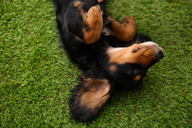 Cute dog relaxing on grass outdoors, above view. Friendly pet