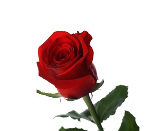Photo of Blooming red rose isolated on white. Beautiful flower