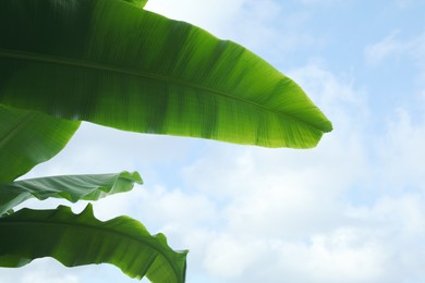 Photo of Fresh green banana plants against blue sky, low angle view. Tropical leaves