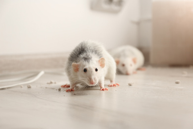 White rats on floor indoors. Pest control