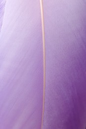 Closeup view of beautiful violet feather as background