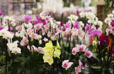 Many beautiful blooming tropical orchid flowers in store