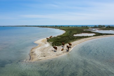 Image of Herd of cows on sandy sea shore, aerial view