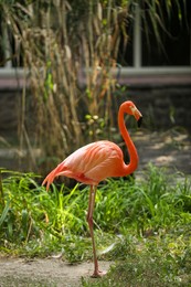 Photo of Beautiful Caribbean flamingo in zoo. Wading bird