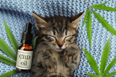 Bottle of CBD oil and cute kitten sleeping on blue knitted blanket, top view