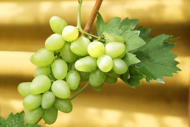 Ripe juicy grapes on branch growing against blurred background, closeup
